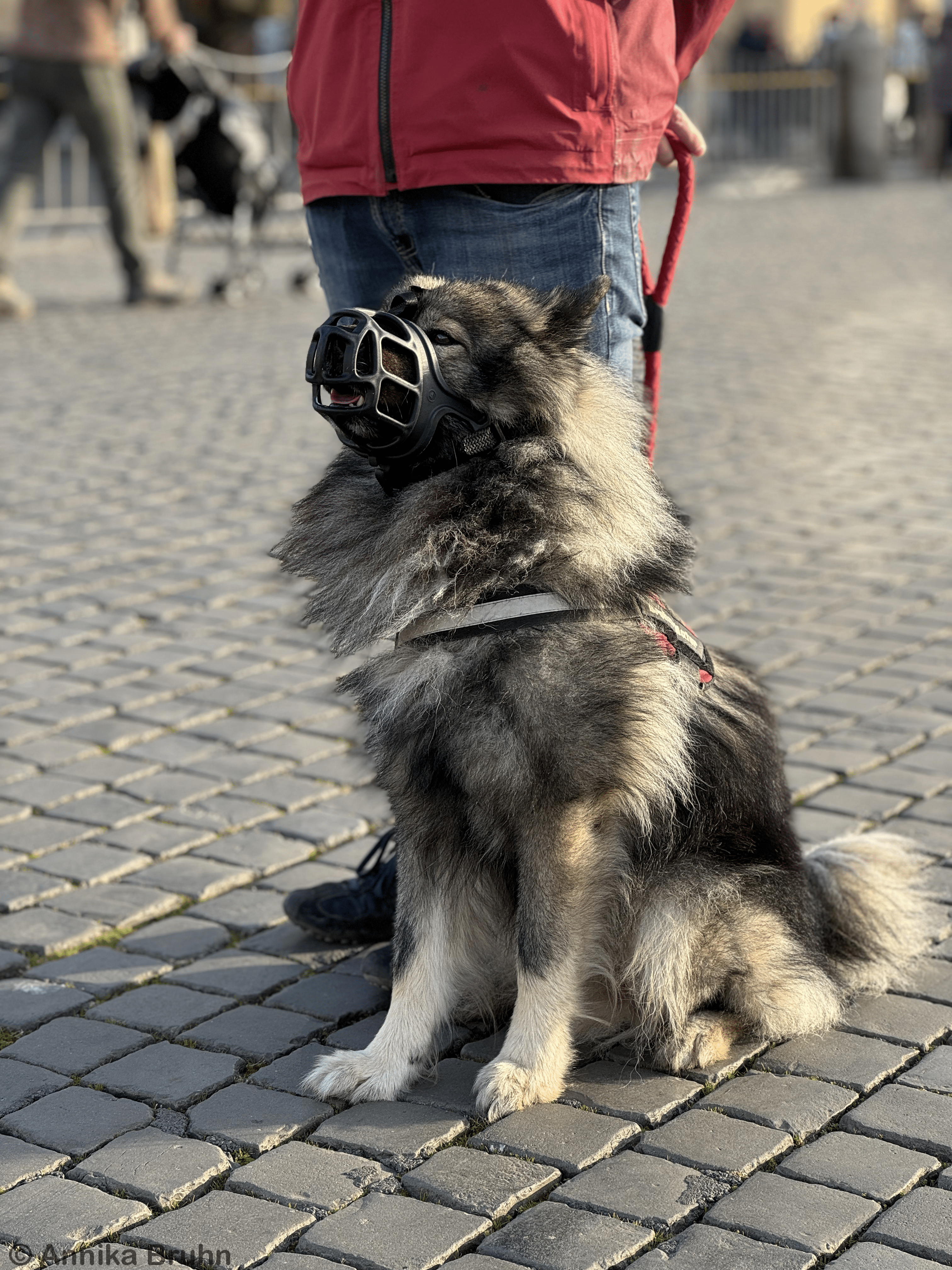 Q mit Maulkorb er macht das so brav